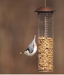 Peanut Feeder with Nuthatch