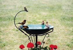 Birdbath with Dripper