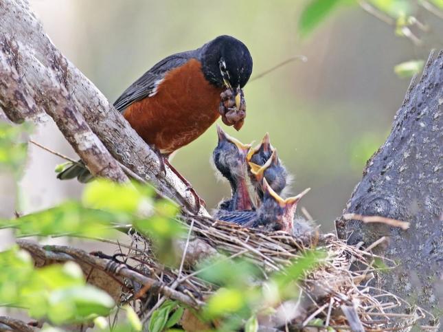 Male Robin feeding young