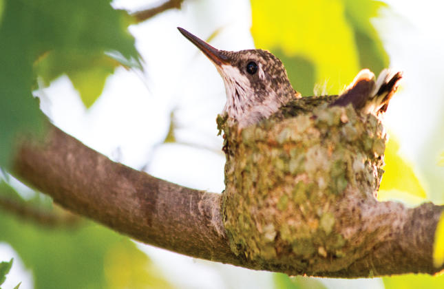 Hummingbird on Nest
