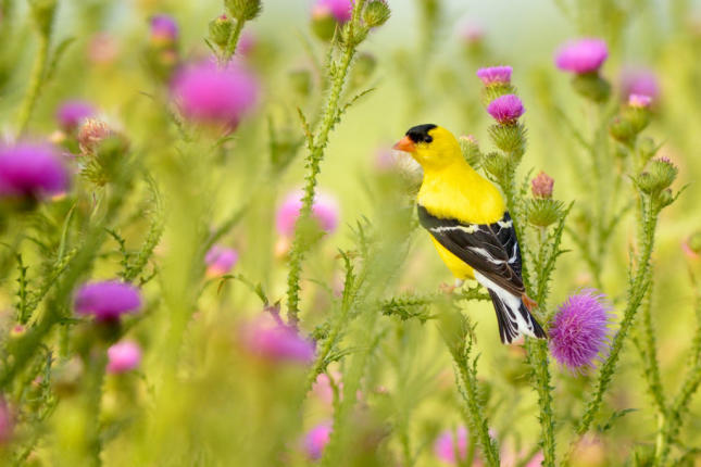 American Goldfinch on Thistle