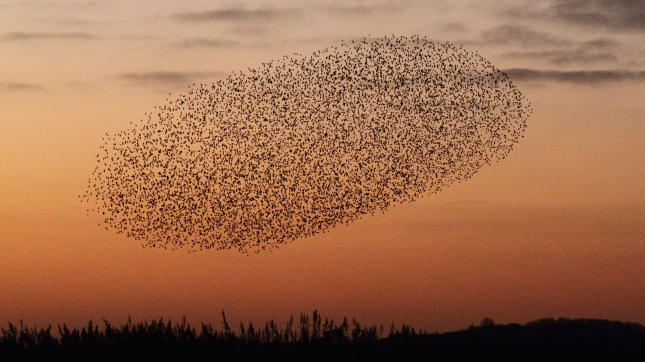 Starling murmuration