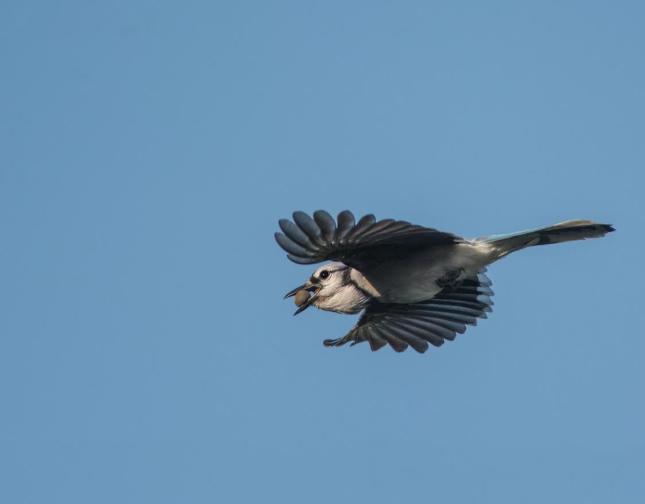 Blue Jay with Acorn