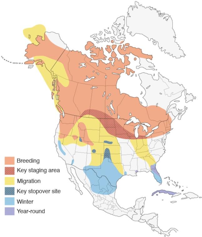 Sandhill Crane Range Map