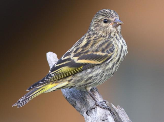 Pine Siskin