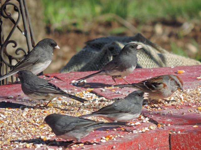 Dark-eyed Juncos