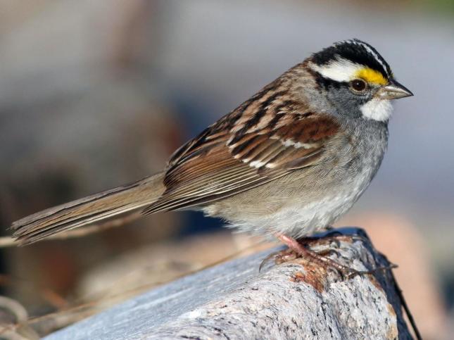 White-throated Sparrow