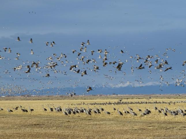 Sandhill Crane flock