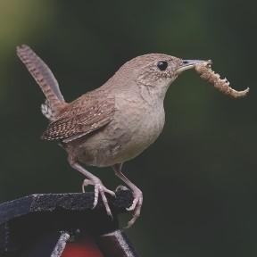House Wren with an Insect