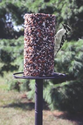 Woodpecker on Seed Cylinder